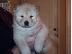 PoulaTo: chow chow puppies
